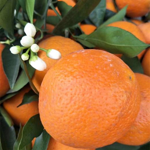 [最农公社]主推|秭归伦晚脐橙5斤9斤多汁鲜甜细嫩 商品图7