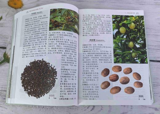 现代中草药彩色图谱（第二版） 商品图9