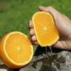 [最农公社]主推|秭归伦晚脐橙5斤9斤多汁鲜甜细嫩 商品缩略图5