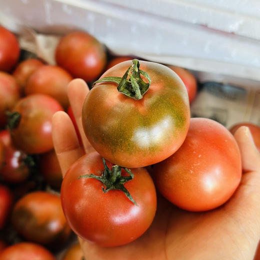 农家有机肥种植的草莓柿子铁皮柿子，正宗碱地柿子，黄金酸甜比，味道非常正宗是儿时的味道！4斤/份 商品图3
