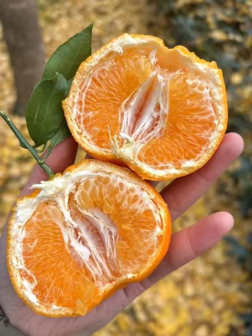 明日见-阿斯蜜柑礼盒/桔子   口感浓甜，部分果子仅带轻微果酸，汁水足 商品图0