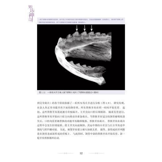 如齿神奇 周建译 口腔护理方法 牙齿的结构与功能 口腔健康指南 常见口腔问题 口腔基础医学 9787523519134科学技术文献出版社 商品图2