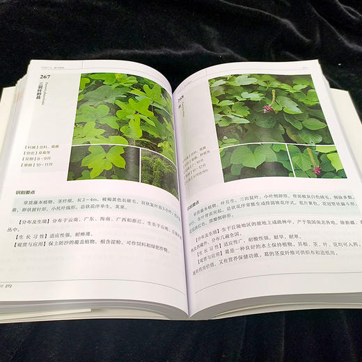 600种郊野植物图鉴-分销 商品图4