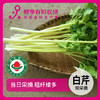 年卡-白芹300g 商品缩略图0