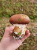 郧阳区白桑关新鲜赤松茸 500g【2份十堰主城区包邮】 商品缩略图3