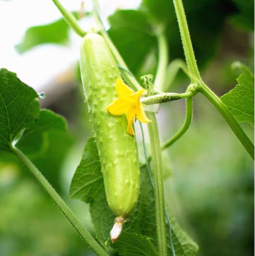 白玉黄瓜亦蔬亦果4.5-5斤17-21根左右 商品图1