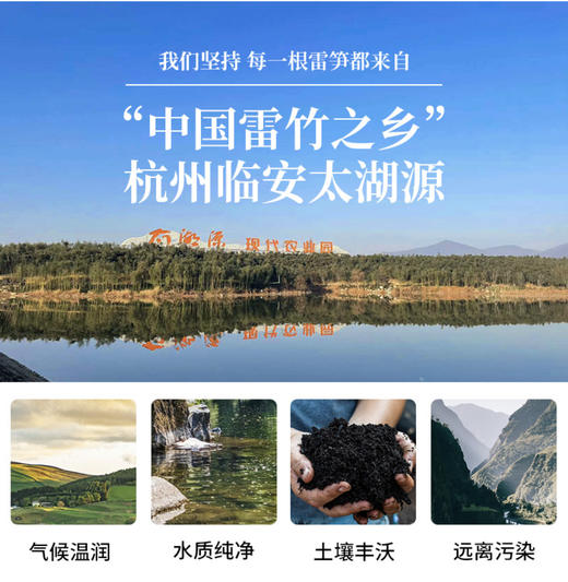 【分仓直发包邮】天目山雷笋3斤（特级大笋）（9根左右） 商品图2