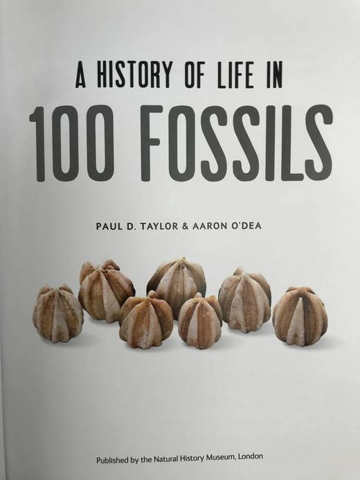 一百块化石中的生命史 百余幅彩色插图 精装16开 商品图3