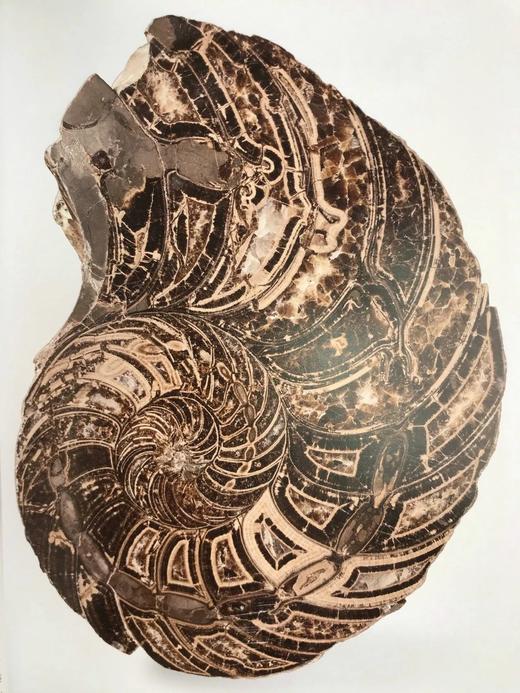 一百块化石中的生命史 百余幅彩色插图 精装16开 商品图9