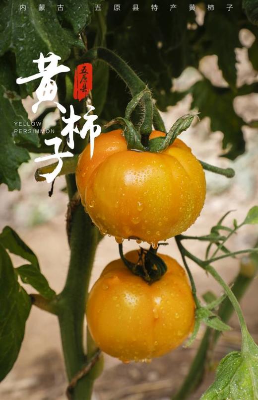 【分仓直发包邮】五原黄色西红柿3斤中果（约8-12颗） 商品图2