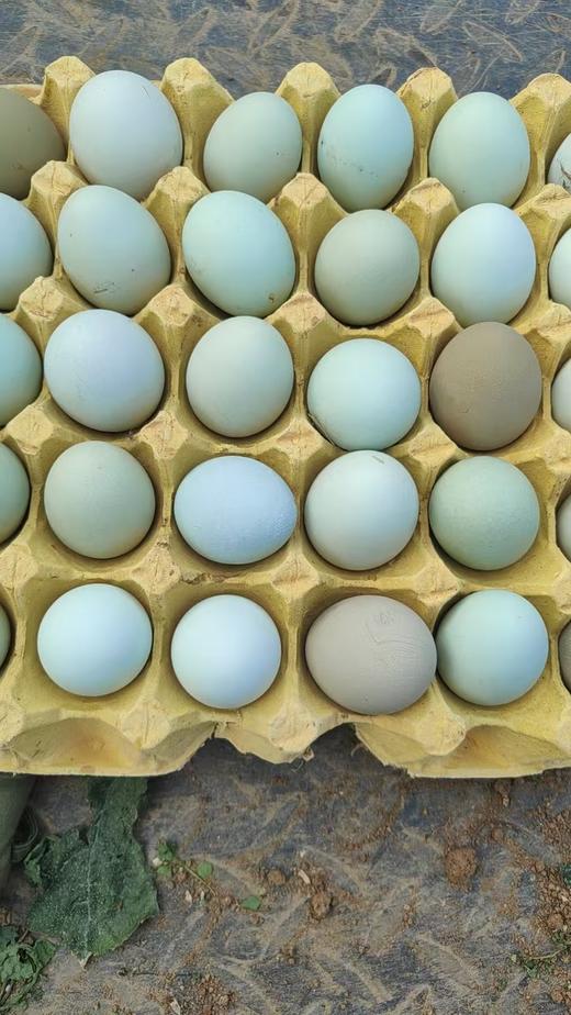 鸿翠园 溜达鸡的蛋 有机笨鸡蛋 有机食蔬饲喂  0饲料添加 商品图7