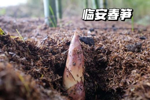 【分仓直发包邮】天目山雷笋3斤（特级大笋）（9根左右） 商品图1