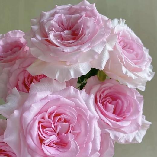 洛神玫瑰 20枝 | 新客福利 商品图0