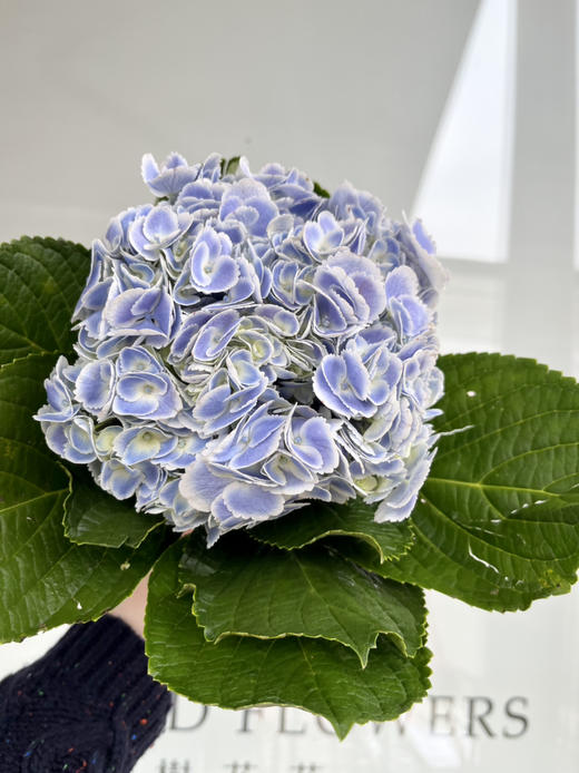 国产花材-【孔雀绣球】随机色 商品图4