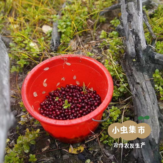 野生蔓越莓干 90g/袋 | 合作农友生产，源自大兴安岭原始森林，生产者：金鹏 ＆【公平贸易农人定价】 商品图12