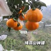 【耙耙柑】清甜多汁不用吐籽，无渣，9分甜1分酸，原生态自然熟，好吃不上火，新鲜采摘发货 商品缩略图2
