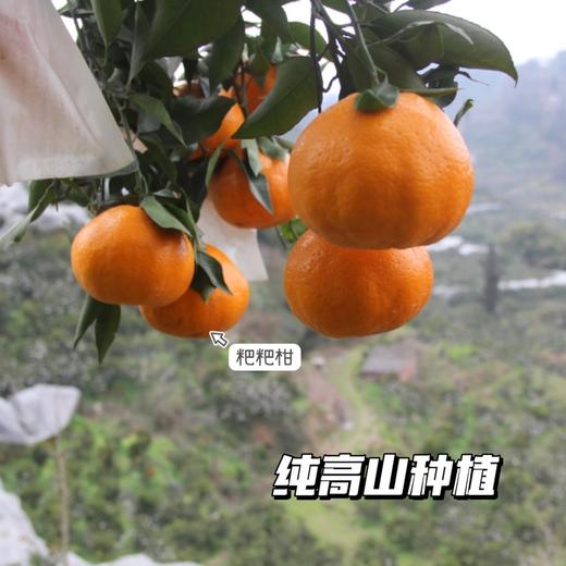 【耙耙柑】清甜多汁不用吐籽，无渣，9分甜1分酸，原生态自然熟，好吃不上火，新鲜采摘发货 商品图2