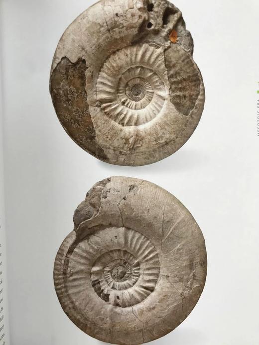 一百块化石中的生命史 百余幅彩色插图 精装16开 商品图7