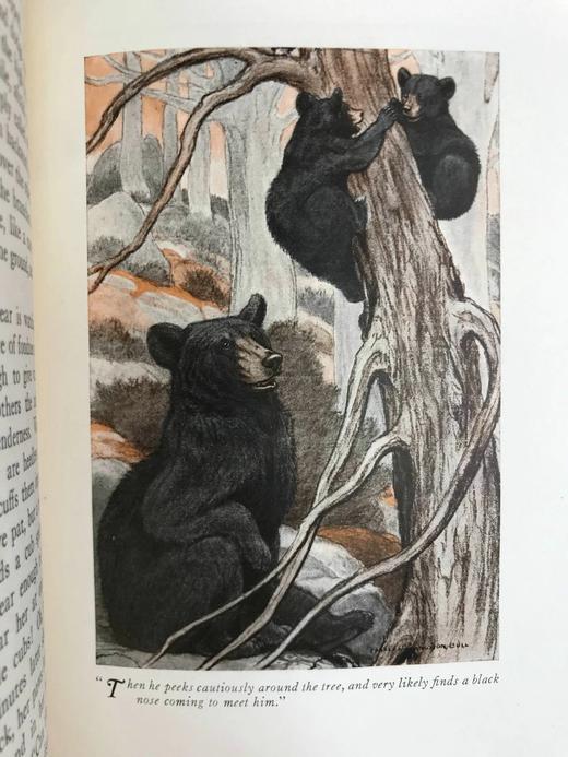 1920年 林地居民喜剧 8幅彩色插图 漆布精装18开 商品图8