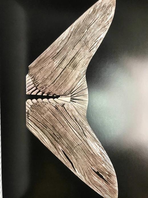 一百块化石中的生命史 百余幅彩色插图 精装16开 商品图8