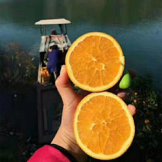 [最农公社]主推|秭归伦晚脐橙5斤9斤多汁鲜甜细嫩 商品图0