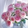 洛神玫瑰 20枝 | 新客福利 商品缩略图2