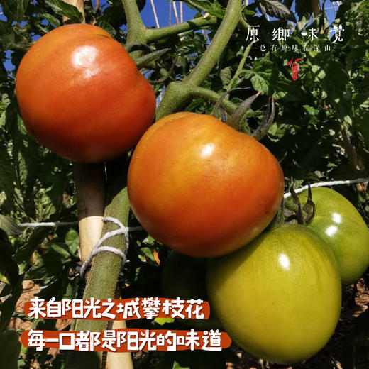【预售，排单发货】攀枝花生态番茄/西红柿（基地直发-顺丰快递）｜2/4/4.5斤装，来自四川攀枝花，生产者：许桂云【合作生产，公平贸易】 商品图1