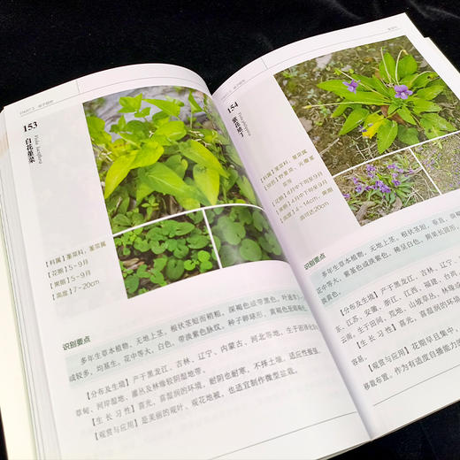 600种郊野植物图鉴-分销 商品图5