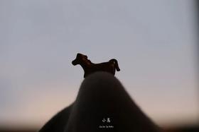 小马｜面朝大海，春暖花开