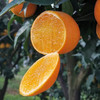 【甜蜜多汁】蜂蜜橙 约1000g/份 商品缩略图1