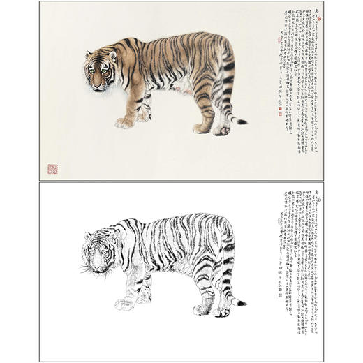 冯大中 老虎 工笔画白描底稿《恋》动物临摹勾线高清打印稿DZ15 商品图0