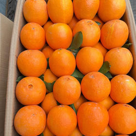 【甜蜜多汁】蜂蜜橙 约1000g/份