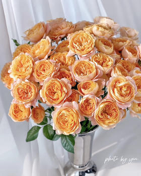 国产玫瑰-【果汁阳台】多头