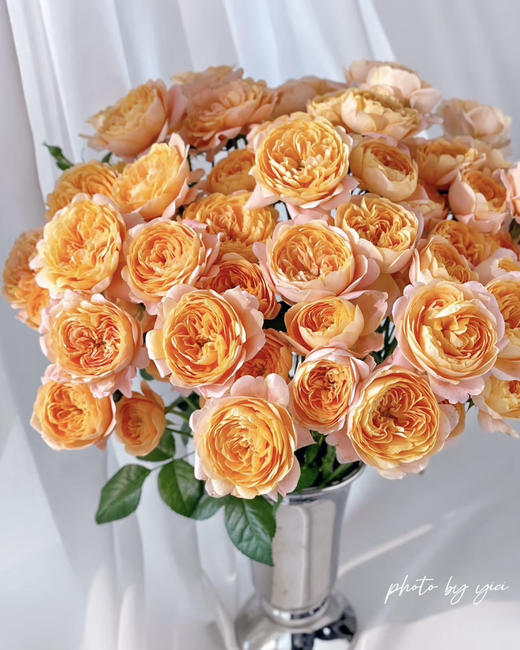 国产玫瑰-【果汁阳台】多头 商品图0