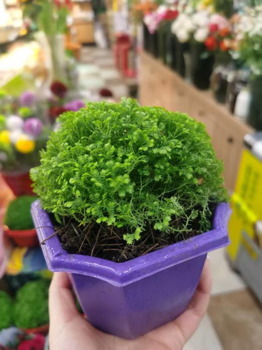 绿地球一盆（补单） 商品图0