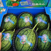 周六配送！吊瓜，2颗，4-5斤 商品缩略图2