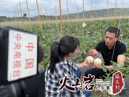 京东发货【云南火山岩树上熟-核心产区路花村人参果】水果界的“灌汤包” ，云南地标农产品,约95%的可食率 商品图6