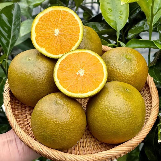 【全国包邮，部分地区除外】新鲜水果 宜昌黑美人巧克力橙 5斤装 商品图0