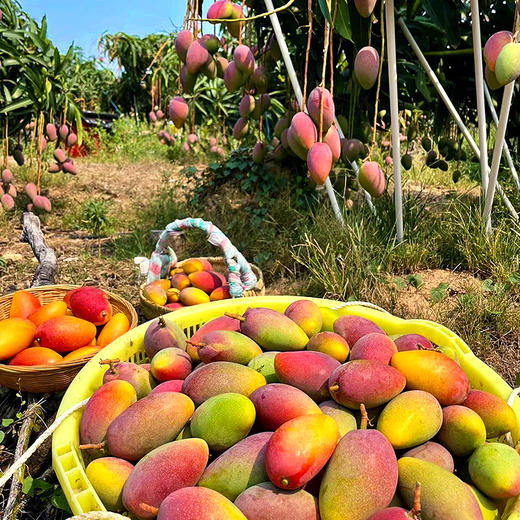 『海南树上熟贵妃芒』香浓奶味，皮薄多汁，柔糯爽口 商品图2