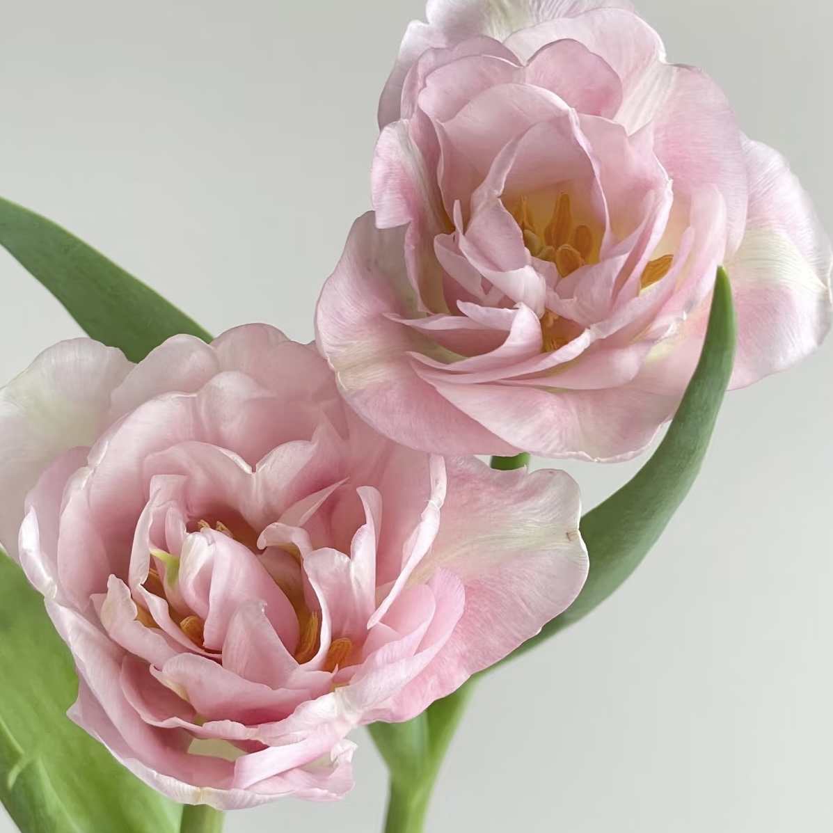 国产郁金香 | 猫爪慕斯