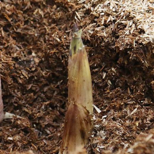 【分销】春天必吃！临安天目山春笋临安天目山春笋（雷笋），清晨现挖直发，一年仅45天黄金采挖期，错过再等一年，时令美味，京东/顺丰 商品图1