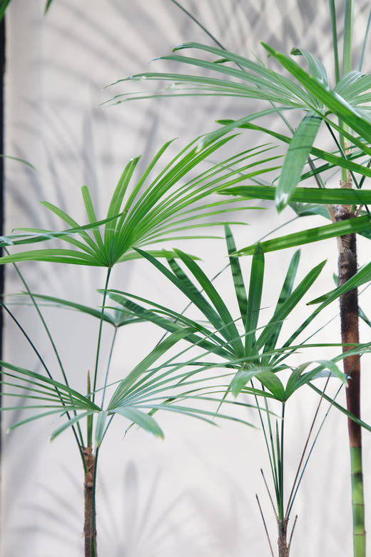 金山棕 商品图2