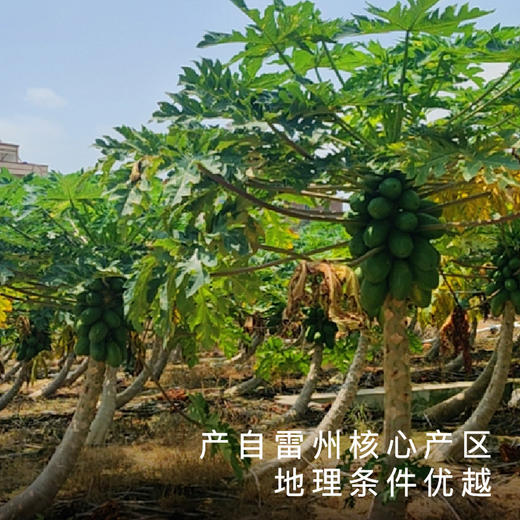 艾格吃饱了正宗湛江雷州冰糖木瓜当季新鲜水果 商品图2