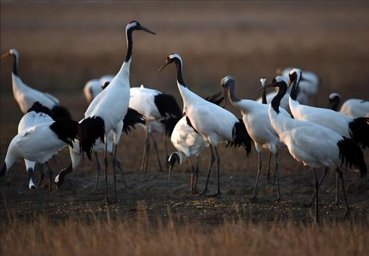 4.6确定出发【缤纷苏北】梨兰花会•荷兰花海•麋鹿荡丹顶鹤6天摄影 商品图8