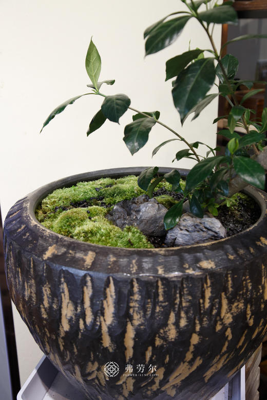 造型海岛栀子花 商品图5