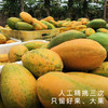 艾格吃饱了正宗湛江雷州冰糖木瓜当季新鲜水果 商品缩略图3