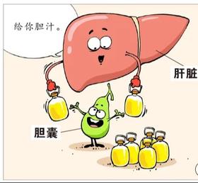 当你吃饭时，胆囊和胰腺在干什么？ 