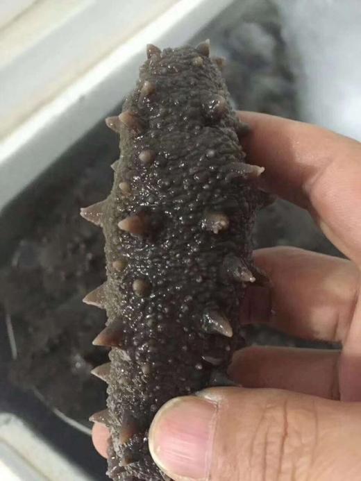 野生大辽参10头-12头 约450g/包 商品图2