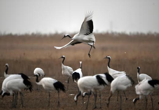 4.6确定出发【缤纷苏北】梨兰花会•荷兰花海•麋鹿荡丹顶鹤6天摄影 商品图10
