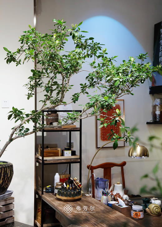 造型海岛栀子花 商品图3